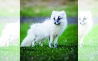 Исследование королевства полярных лис на полуострове Хорнстрандир, Исландия