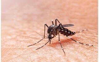 Mosquitoes Discovered in Iceland for the First Time